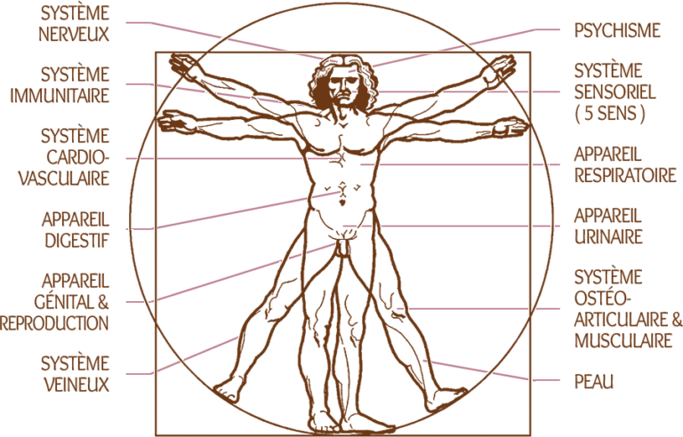 Champ d'intervention de l'énergétique chinoise : systèmes nerveux, immunitaire, cardio-vasculaire, digestif, génital et reproduction, veineux, psychisme, système sensoriel, respiratoire, urinaire, ostéo-articulaire et musculaire, et peau